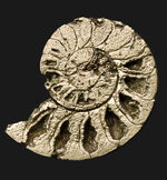 フランス・アヴェロン県のジュラ紀の地層で発見、採集された黄鉄鉱化アンモナイト（Ammonite）のハーフカット標本