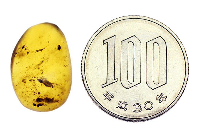 リーズナブルプライスでご紹介、およそ1億年前の琥珀、ビルマ琥珀(Burmite)。紫外線ライトに当てると青く蛍光します。(その6)