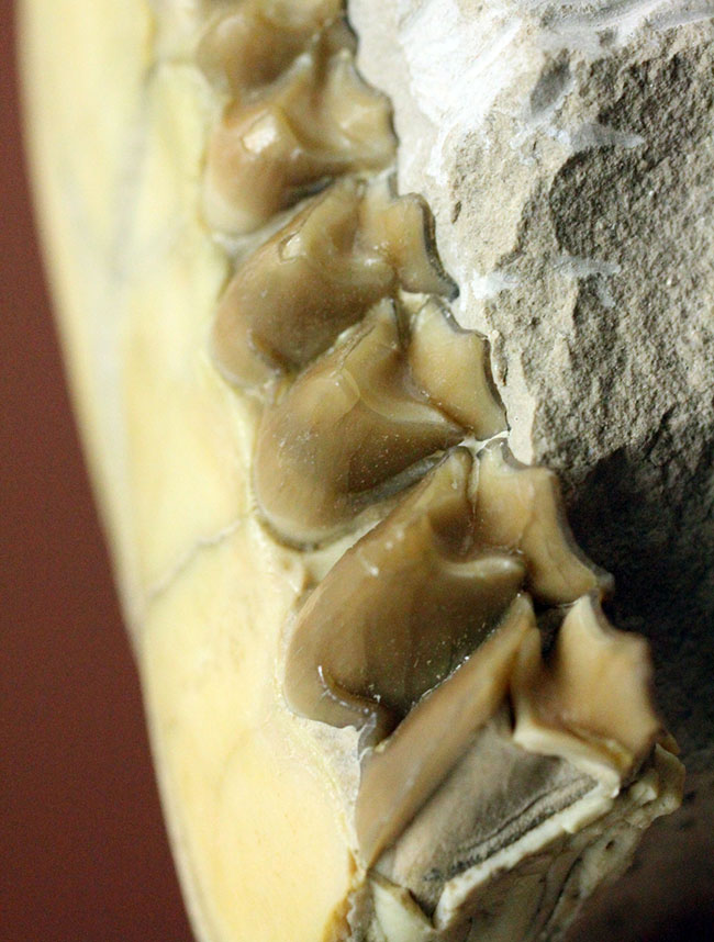 パーフェクト！抜群の保存状態。いち早く寒冷化に対応したメリコイドドンの顎化石（Merycoidodon culbertsoni）。（その13）