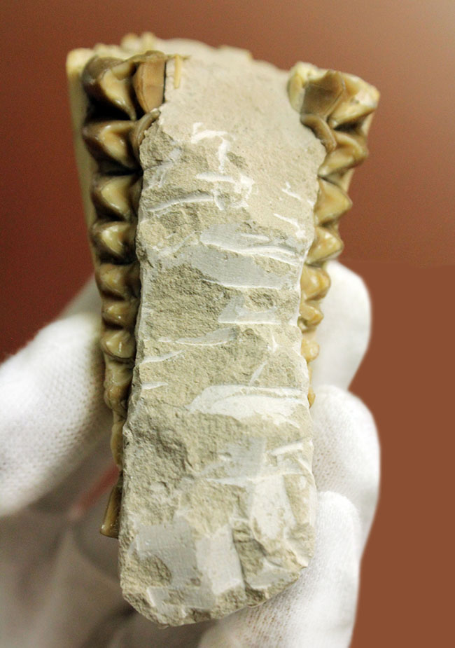 パーフェクト！抜群の保存状態。いち早く寒冷化に対応したメリコイドドンの顎化石（Merycoidodon culbertsoni）。（その17）