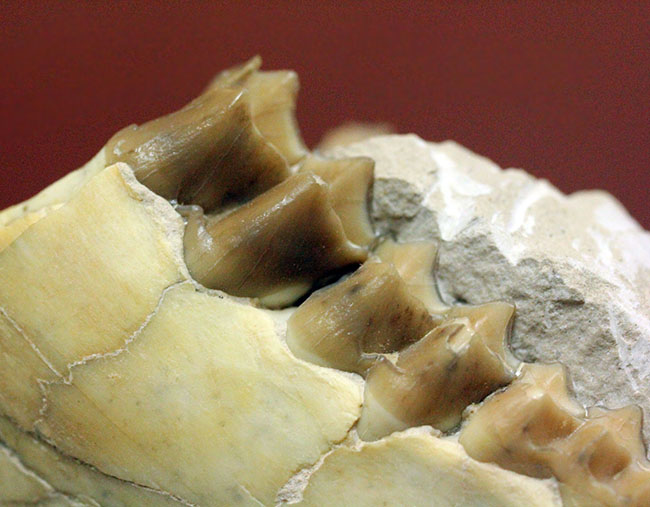 パーフェクト！抜群の保存状態。いち早く寒冷化に対応したメリコイドドンの顎化石（Merycoidodon culbertsoni）。（その18）