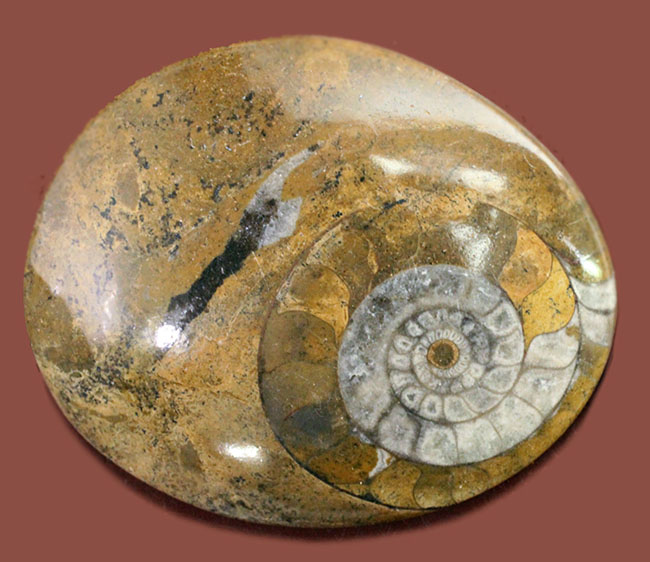 オブジェとしても使える古生代の頭足類、ゴニアタイト（Goniatite）の磨き化石（その1）