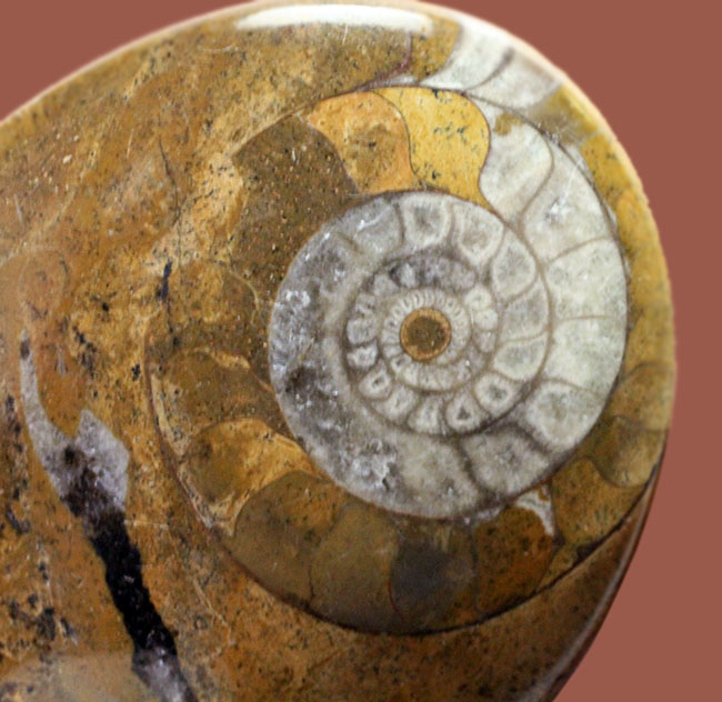 オブジェとしても使える古生代の頭足類、ゴニアタイト（Goniatite）の磨き化石（その2）