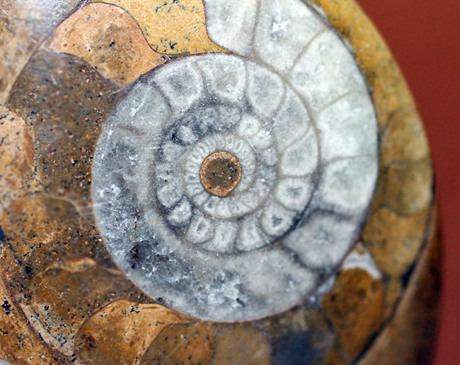 オブジェとしても使える古生代の頭足類、ゴニアタイト（Goniatite）の磨き化石（その4）
