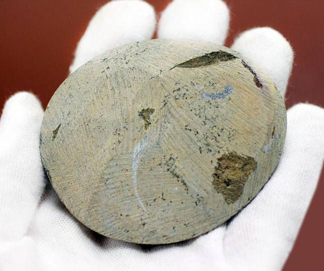 オブジェとしても使える古生代の頭足類、ゴニアタイト（Goniatite）の磨き化石（その5）