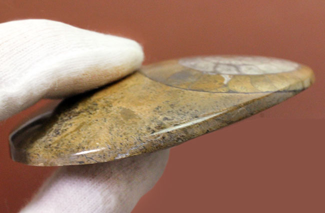 オブジェとしても使える古生代の頭足類、ゴニアタイト（Goniatite）の磨き化石（その6）