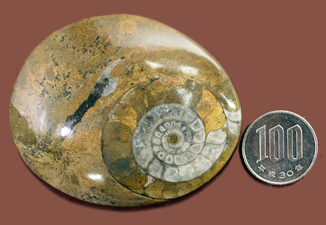オブジェとしても使える古生代の頭足類、ゴニアタイト（Goniatite）の磨き化石（その7）