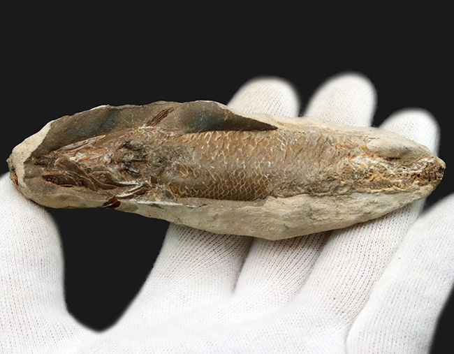 特筆すべき鱗の保存状態！およそ１億年前の汽水域に生息した、絶滅古代魚、ラコレピス（Rhacolepis）の化石（その2）
