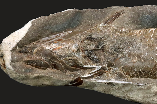 特筆すべき鱗の保存状態！およそ１億年前の汽水域に生息した、絶滅古代魚、ラコレピス（Rhacolepis）の化石（その3）