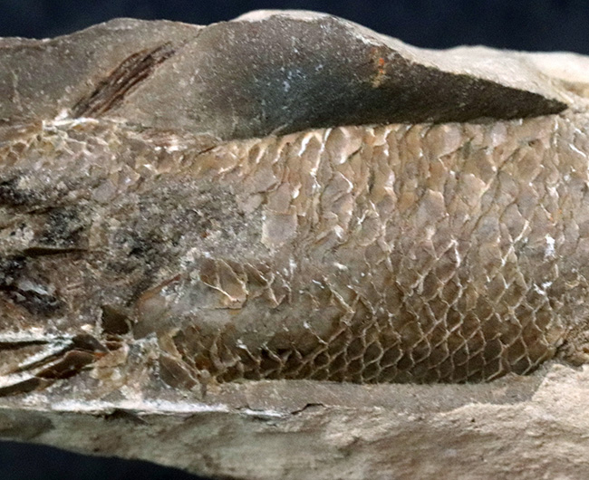 特筆すべき鱗の保存状態！およそ１億年前の汽水域に生息した、絶滅古代魚、ラコレピス（Rhacolepis）の化石（その4）