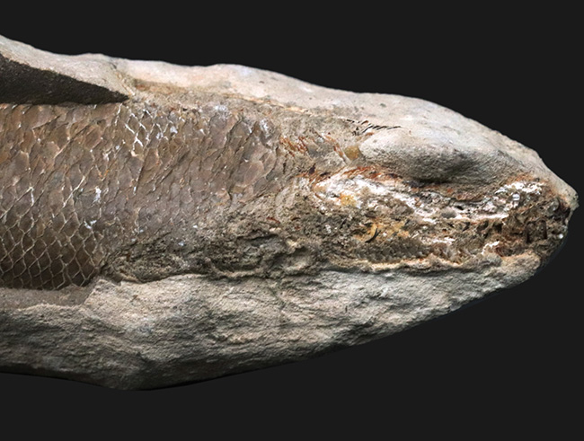 特筆すべき鱗の保存状態！およそ１億年前の汽水域に生息した、絶滅古代魚、ラコレピス（Rhacolepis）の化石（その5）