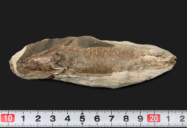 特筆すべき鱗の保存状態！およそ１億年前の汽水域に生息した、絶滅古代魚、ラコレピス（Rhacolepis）の化石（その7）