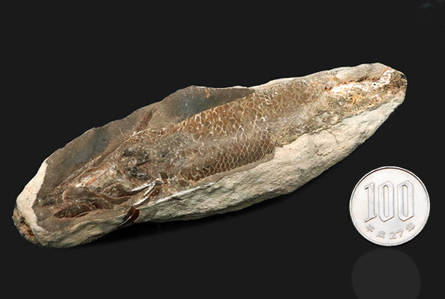 特筆すべき鱗の保存状態！およそ１億年前の汽水域に生息した、絶滅古代魚、ラコレピス（Rhacolepis）の化石（その8）