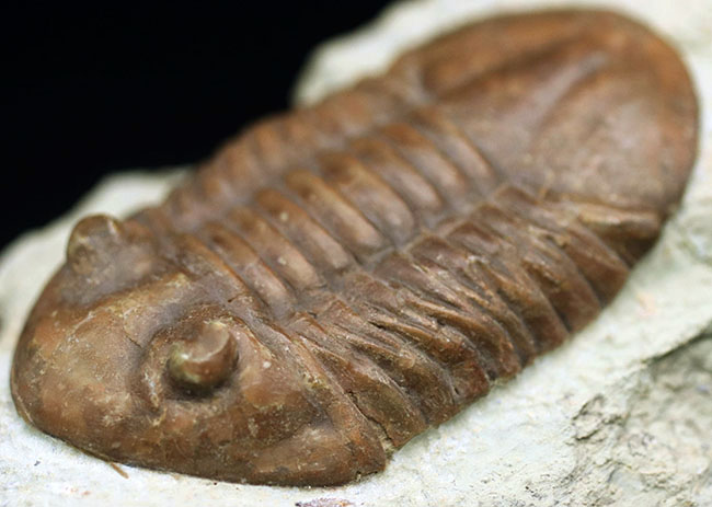 保存状態良好、左右対称の上質の個体、原始的なロシア産の三葉虫、アサフス・レピドゥルスの化石（その1）