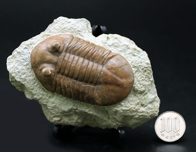 保存状態良好、左右対称の上質の個体、原始的なロシア産の三葉虫、アサフス・レピドゥルスの化石（その10）