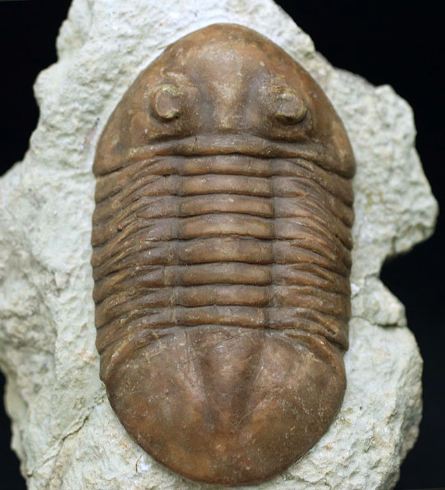 保存状態良好、左右対称の上質の個体、原始的なロシア産の三葉虫、アサフス・レピドゥルスの化石（その2）