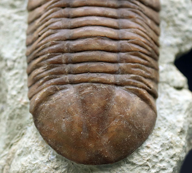 保存状態良好、左右対称の上質の個体、原始的なロシア産の三葉虫、アサフス・レピドゥルスの化石（その4）