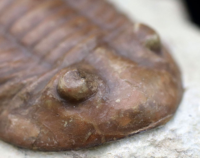 保存状態良好、左右対称の上質の個体、原始的なロシア産の三葉虫、アサフス・レピドゥルスの化石（その5）