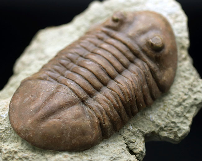 保存状態良好、左右対称の上質の個体、原始的なロシア産の三葉虫、アサフス・レピドゥルスの化石（その6）