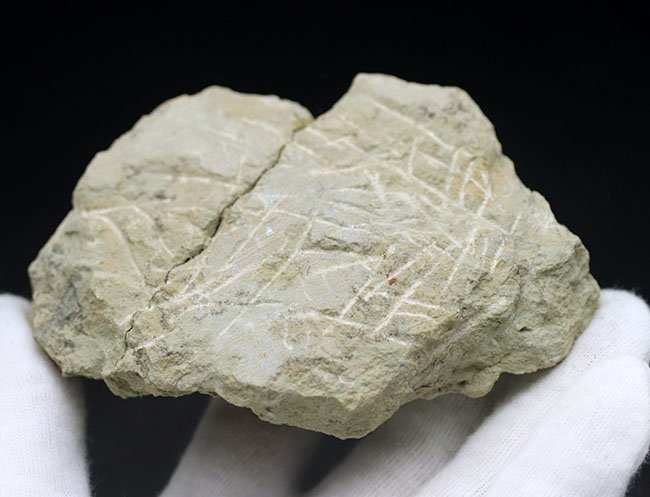 保存状態良好、左右対称の上質の個体、原始的なロシア産の三葉虫、アサフス・レピドゥルスの化石（その8）