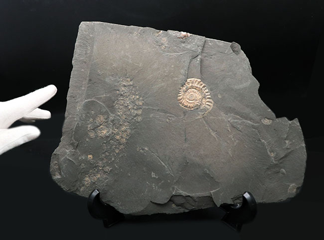 黒ジュラの異名を取る、最適な化石産地、ドイツ・ホルツマーデン産の立派なアンモナイトのマルチプレート化石（その1）
