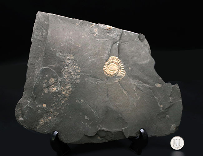 黒ジュラの異名を取る、最適な化石産地、ドイツ・ホルツマーデン産の立派なアンモナイトのマルチプレート化石（その10）