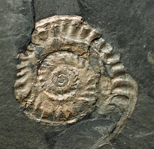 黒ジュラの異名を取る、最適な化石産地、ドイツ・ホルツマーデン産の立派なアンモナイトのマルチプレート化石（その2）