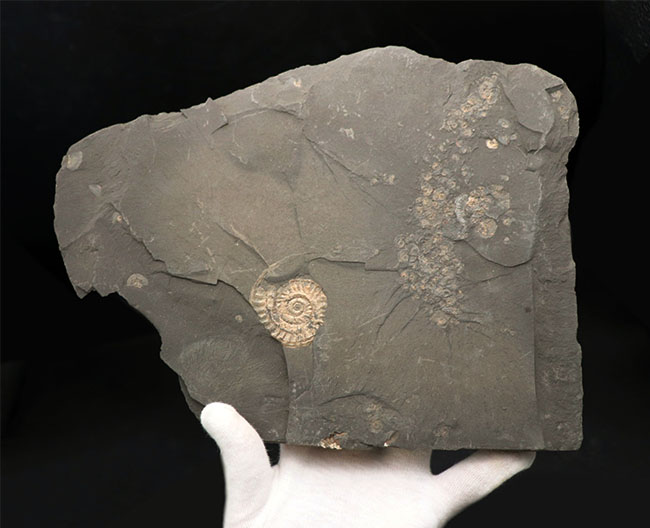 黒ジュラの異名を取る、最適な化石産地、ドイツ・ホルツマーデン産の立派なアンモナイトのマルチプレート化石（その3）