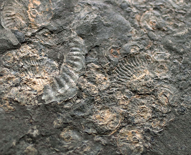 黒ジュラの異名を取る、最適な化石産地、ドイツ・ホルツマーデン産の立派なアンモナイトのマルチプレート化石（その4）