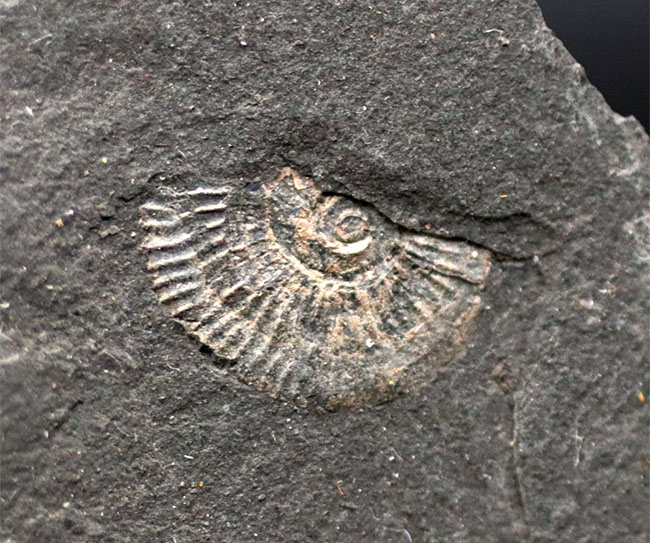 黒ジュラの異名を取る、最適な化石産地、ドイツ・ホルツマーデン産の立派なアンモナイトのマルチプレート化石（その5）