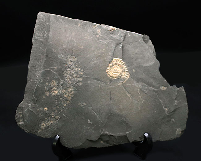 黒ジュラの異名を取る、最適な化石産地、ドイツ・ホルツマーデン産の立派なアンモナイトのマルチプレート化石（その6）