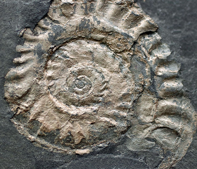 黒ジュラの異名を取る、最適な化石産地、ドイツ・ホルツマーデン産の立派なアンモナイトのマルチプレート化石（その7）
