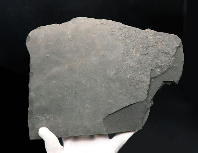 黒ジュラの異名を取る、最適な化石産地、ドイツ・ホルツマーデン産の立派なアンモナイトのマルチプレート化石（その8）