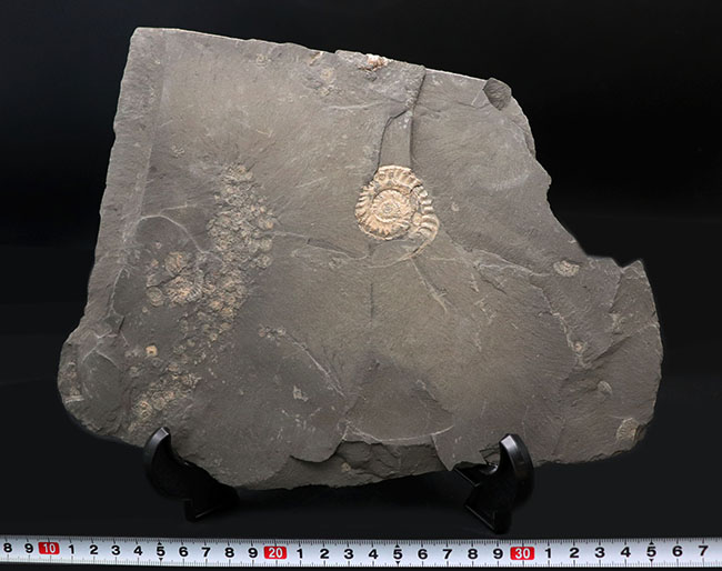 黒ジュラの異名を取る、最適な化石産地、ドイツ・ホルツマーデン産の立派なアンモナイトのマルチプレート化石（その9）