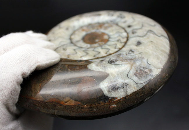 ８００グラムのヘビー級標本、厚みあり！立派な大判のゴニアタイト（Goniatite）化石。付属のスタンド置き推奨、平置き展示も可（その4）