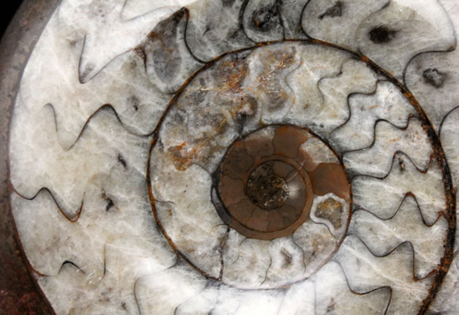 ８００グラムのヘビー級標本、厚みあり！立派な大判のゴニアタイト（Goniatite）化石。付属のスタンド置き推奨、平置き展示も可（その6）