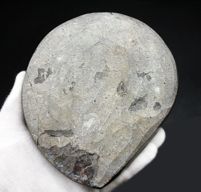 ８００グラムのヘビー級標本、厚みあり！立派な大判のゴニアタイト（Goniatite）化石。付属のスタンド置き推奨、平置き展示も可（その7）