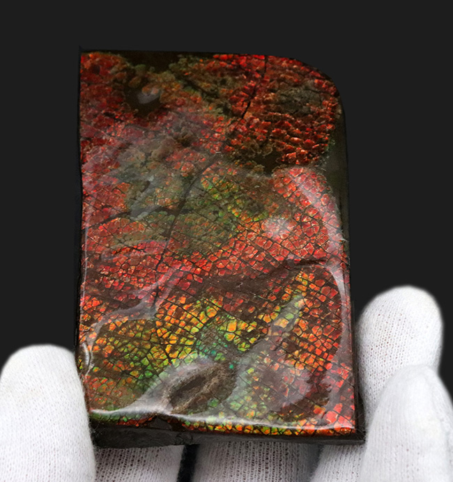 これぞドラゴンスキン！細かなうろこ状の模様が非常に美しいアンモライト（Ammolite）のピース（その1）