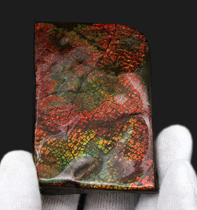 これぞドラゴンスキン!細かなうろこ状の模様が非常に美しいアンモライト(Ammolite)のピース(その1)