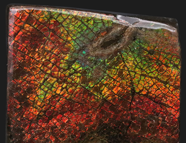 これぞドラゴンスキン!細かなうろこ状の模様が非常に美しいアンモライト(Ammolite)のピース(その2)