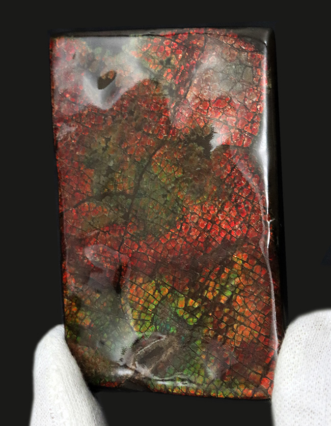 これぞドラゴンスキン!細かなうろこ状の模様が非常に美しいアンモライト(Ammolite)のピース(その3)