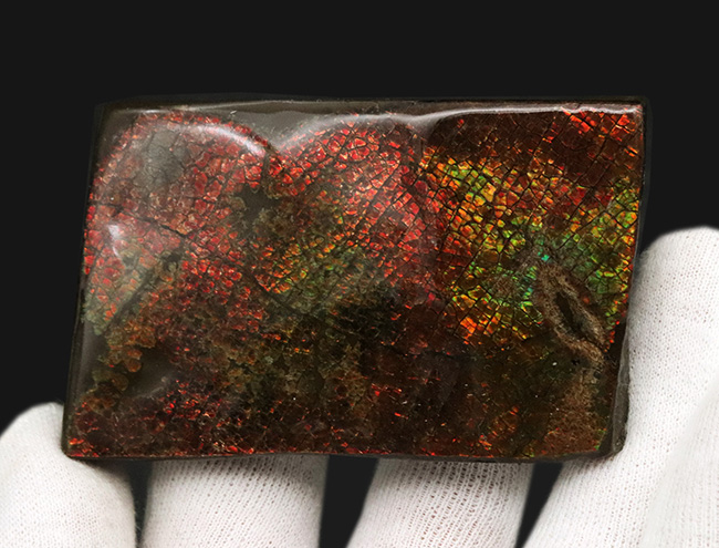 これぞドラゴンスキン！細かなうろこ状の模様が非常に美しいアンモライト（Ammolite）のピース（その4）