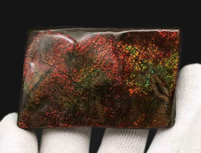 これぞドラゴンスキン!細かなうろこ状の模様が非常に美しいアンモライト(Ammolite)のピース(その4)