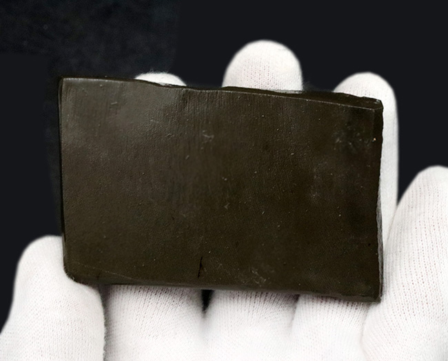 これぞドラゴンスキン!細かなうろこ状の模様が非常に美しいアンモライト(Ammolite)のピース(その5)