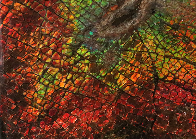 これぞドラゴンスキン!細かなうろこ状の模様が非常に美しいアンモライト(Ammolite)のピース(その7)