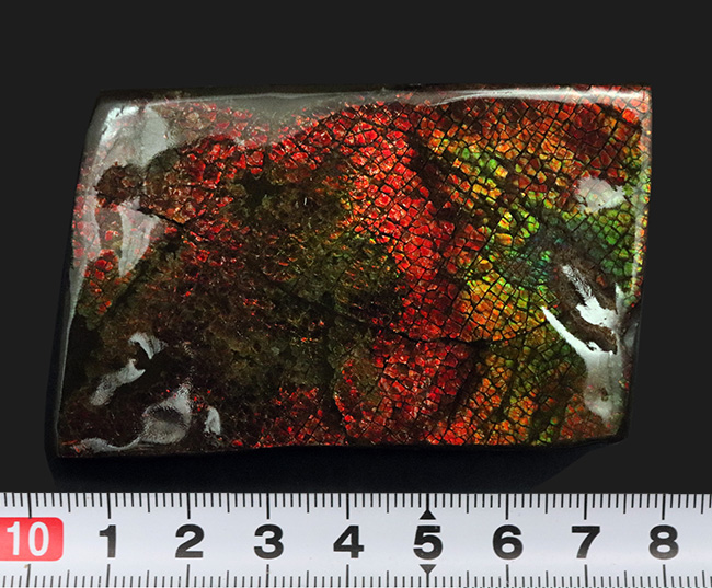 これぞドラゴンスキン!細かなうろこ状の模様が非常に美しいアンモライト(Ammolite)のピース(その8)