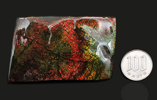 これぞドラゴンスキン!細かなうろこ状の模様が非常に美しいアンモライト(Ammolite)のピース(その9)
