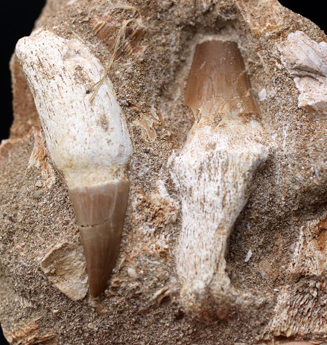 まるで採集現場のジオラマ！モササウルス、プラテカルプスの歯化石を含む顎骨の化石（その1）
