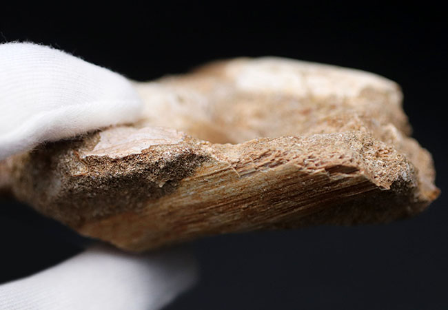 まるで採集現場のジオラマ！モササウルス、プラテカルプスの歯化石を含む顎骨の化石（その10）