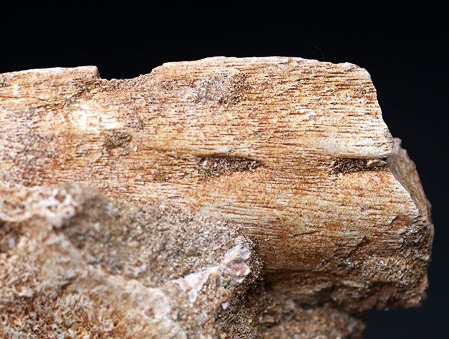 まるで採集現場のジオラマ！モササウルス、プラテカルプスの歯化石を含む顎骨の化石（その13）